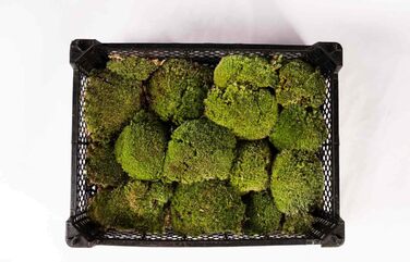 Грунт кульковий мох для тераріуму - Грунт для тераріуму для рептилій натуральний мох справжній мох кульки підстилка мох земля густий мох килим декоративний мох для тераріуму тропічний ліс тераріум (1 коробка кульок)