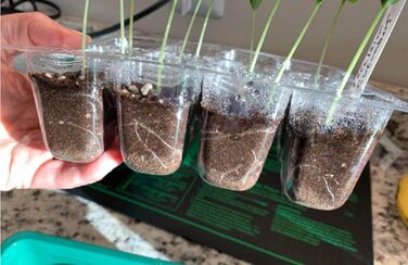 Теплиця для вирощування Feizeisun, 6 шт., 72 комірок, набір для міні-теплиці, міні-теплиця, ящик для вирощування в закритому приміщенні, піддон для вирощування теплиці з кришкою та вентиляцією для розсади, зелений