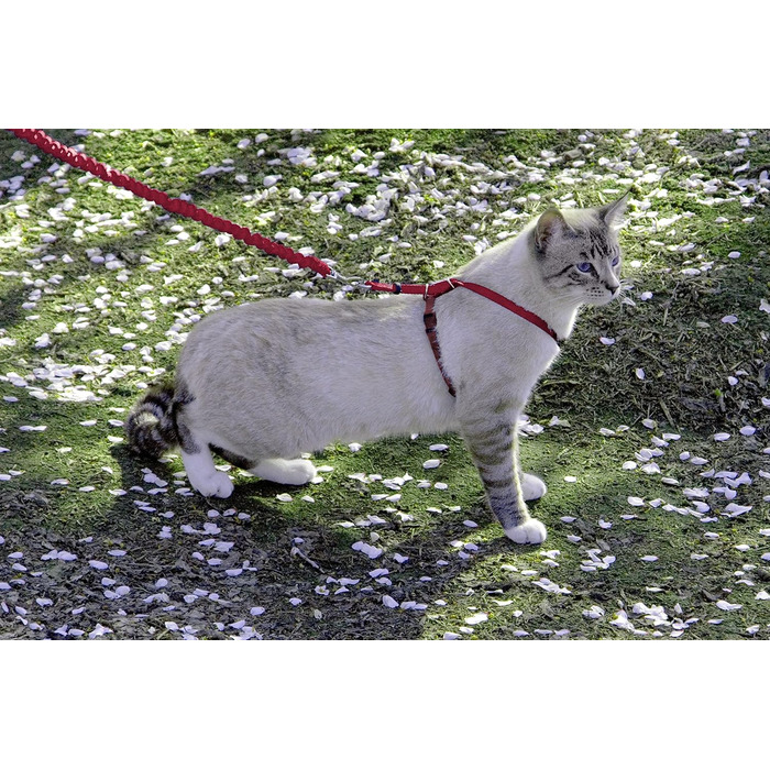 Шлейка для котів PetSafe Easy Walk з еластичним повідком-банджі, для вигулу вашого кота, розмір L, червона, CWMK-L-RED-19
