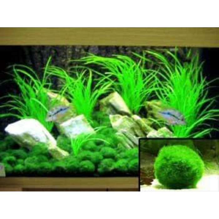 Розплідник - Garnelio 3 x куля моху - 3 см - Aegagrophila linnaei - біофільтр для акваріумів - вибір кількості