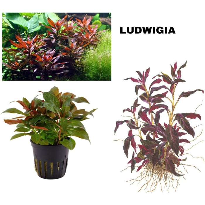 Набір акваріумних рослин SAHAWA, 3-6 рослин у горщиках, анубіас, папороть, стебла, кульки моху, горщики 5 см ( 13 3 рослини)