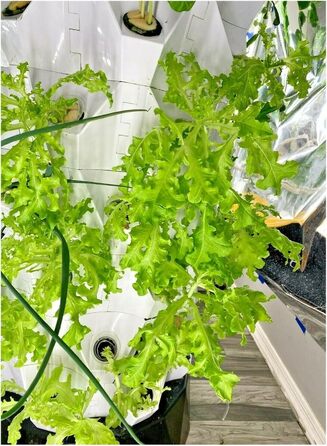 Гідропонний сад, система гідропоніки для вирощування аеропоніки. Плантатор для вирощування ананаса. Башта для внутрішнього саду. Пластикова теплиця. Безґрунтова посадка, спостерігайте за ростом рослин (10-шаровий план 80).