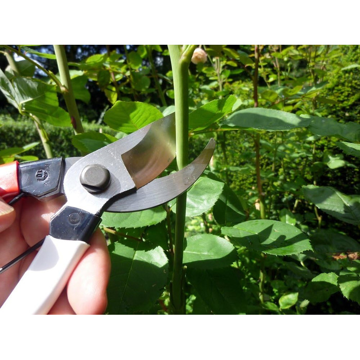 Садові ножиці Okatsune 103 для рук середнього розміру, надзвичайно гострі для легкого різання до 25 мм виготовлені з високоякісної японської сталі Izumo-Yasugi, безперечного лідера в Японії. Садові ножиці 103, середні