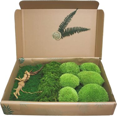 Мох Hello Moss для крафта - набір, що складається з 6 кулькових мохів ісландського моху, 1 пластинчастого моху, стабілізованого амаранту та японського кореня - збережений живий мох - набір DIY із зображенням моху (середньозелений)