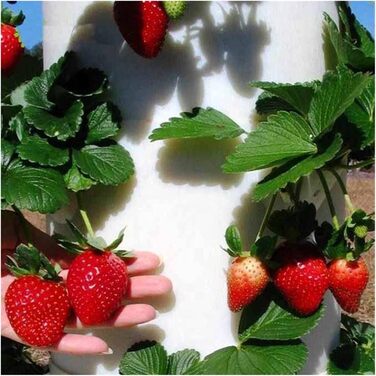 Високопродуктивний інтелектуальний набір для гідропонного вирощування в закритих теплицях