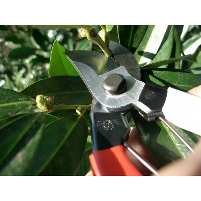 Садові ножиці Okatsune 103 для рук середнього розміру, надзвичайно гострі для легкого різання до 25 мм виготовлені з високоякісної японської сталі Izumo-Yasugi, безперечного лідера в Японії. Садові ножиці 103, середні