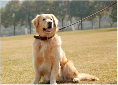 Комплект повідця та нашийника Зоряний Провідник, 1.8 м, м'яка плетенка зі шкіри, з регульованим нашийником для собак малих, середніх та великих порід (розмір М)