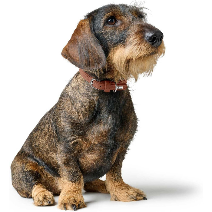 Ошийник для собак Hunter SOHO MINI, колір коньяк, шкіра яловичини, м'яка та еластична, дбайливий до шерсті, легкий, для маленьких собак та цуценят, виготовлено в Німеччині, розмір 37 коньяк 37