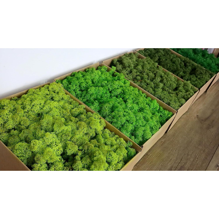 Ісландський норвезький мох Hello Moss 0,5/1 кг - консервований живий мох, повністю органічний - ідеальне прикраса з моху на Великдень, різдвяні прикраси - ремісничий мох, тераріумний мох (1 кг, зелене світло трави)