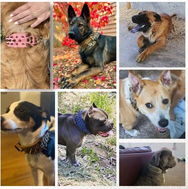 Міцний нашийник для собак з заклепками, для середніх та великих порід, розмір S, чорний ()