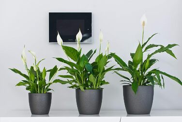 Кашпо для квітів Tymar, 2 шт. , пластикове кашпо для рослин, сучасне, матове, круглої форми (графіт, ø 14 см) ø 14 см (2 шт. ) гра