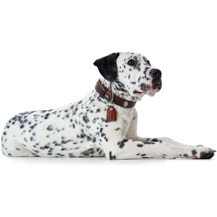 Нашийник для собак, шкіра, рустикальний стиль, м'який, 45 (S), темно-коричневий/коньячний 45 темно-коричневий