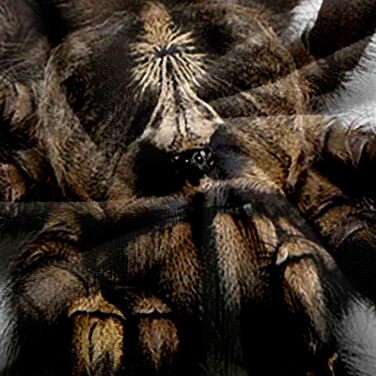 Ковдра з європейського тарантула, дитяча ковдра, ковдра на диван, плюшева ковдра, пухнаста м&39яка ковдра, покривало для дивана та кушетки, постільна білизна, вовняна ковдра - 150x180 см
