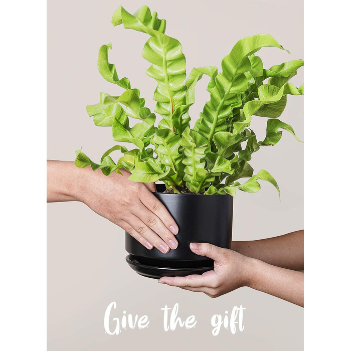 Набір з 3 керамічних квіткових горщиків, діаметром 111317 см, набір для невеликих кашпо, квітковий горщик для кімнатних рослин з блюдцем та дренажним отвором, чорний