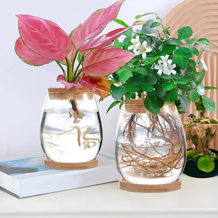 Ваза для закваски насіння авокадо Скляний плантатор Гідропонна скляна ваза для водних рослин або квітів Домашній офіс Оформлення столу 2 шт., 12x11