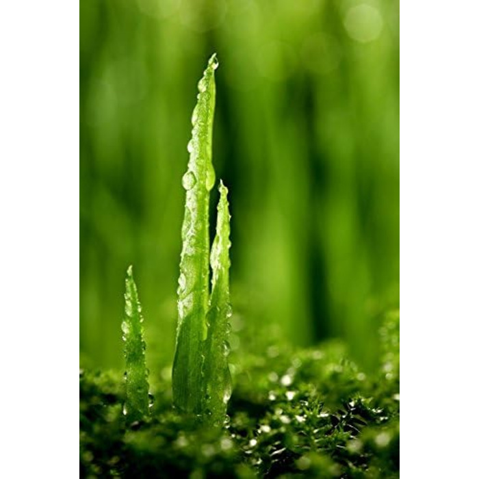 Подушка Mlily, подушка для сну, EBI. - K75.35.14 Гелева подушка для підтримки шиї Ортопедична гелева пінна подушка з наволочкою з алое вера Подушка Dream Sleep Visco 75x35x14см Біла