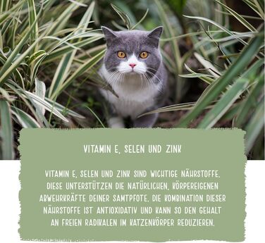 Сухий корм для котів З куркою Для здорового росту, з вітамінами, селеном та цинком Без пшениці Натхненний природою Канади 15 кг