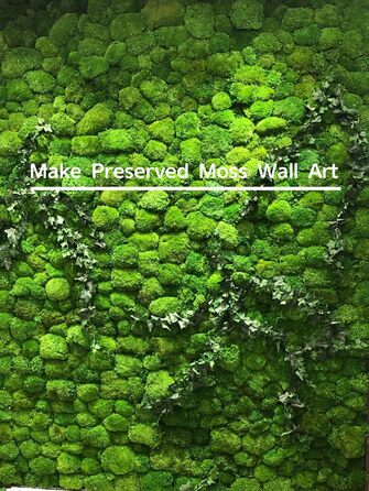 Збережені рослини палка мох подушка булочка подушка натуральний зелений декоративний справжній натуральний зелений DIY kit тераріуми садівництво мистецтво декорування стін флористичний декор (Green-b, 1.5 sq.ft)