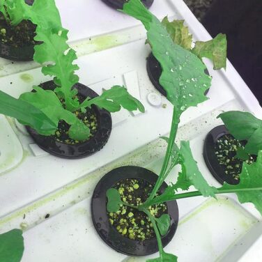 Сітка для рослин для гідропоніки, сітка для горщиків для гідропоніки, чашка для гідропоніки, пластик, чорний, 50 шт.