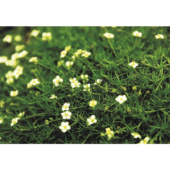 Темно-зелений - витривалий до зірчастого моху в горщику 12 см у садівницькій якості від Blumen Eber - 3 горщики по 12 см кожен, 39Irish Moss&39