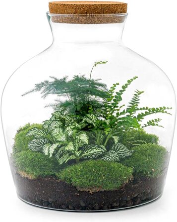 Пляшковий сад Рослини в скляній банці зі світлом 30 см - DIY - Terrarium Complete Set - Тераріум для рослин - urbanjngl Комплект тераріуму (Товстий Джо Грін)