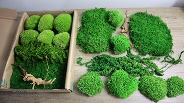 Мох Hello Moss для крафта - набір, що складається з 6 кулькових мохів ісландського моху, 1 пластинчастого моху, стабілізованого амаранту та японського кореня - збережений живий мох - набір DIY із зображенням моху (середньозелений)