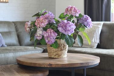 Набір з 2 круглих плетених квіткових горщиків з морської трави Decorasian з міцними пластиковими вставками для посадки - горщик для рослин - 2 x 20 см -