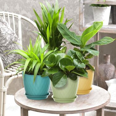 Набір з 5 квіткових горщиків із системою поливу, горщики для рослин діаметром 20,3 см із системою поливу, кашпо з блюдцем, набір квіткових горщиків, ідеально підходить для кімнатних та балконних садів, різнокольорові 8 дюймів