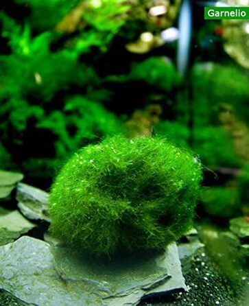 Розплідник - Garnelio 3 x куля моху - 3 см - Aegagrophila linnaei - біофільтр для акваріумів - вибір кількості