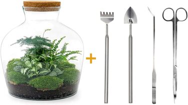 Пляшковий сад Рослини в скляній банці зі світлом 30 см - DIY - Terrarium Complete Set - Тераріум для рослин - urbanjngl Комплект тераріуму (Товстий Джо Грін)