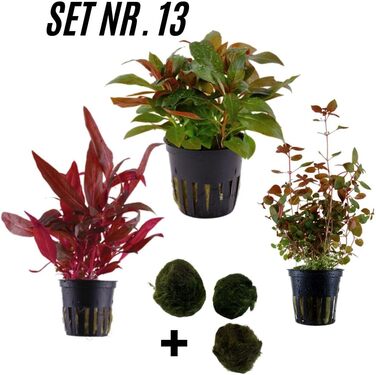 Набір акваріумних рослин SAHAWA, 3-6 рослин у горщиках, анубіас, папороть, стебла, кульки моху, горщики 5 см ( 13 3 рослини)