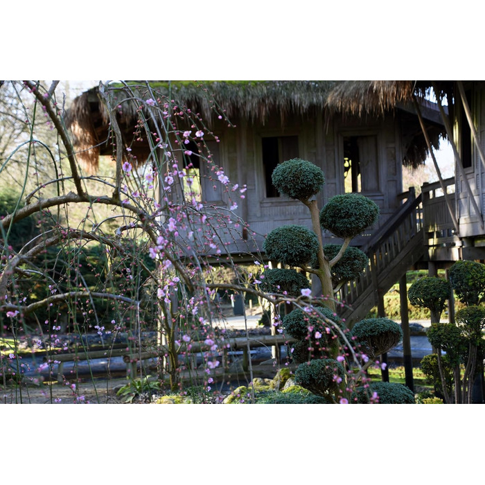 Шкіряна кобура OKATSUNE 133 велика Кобура для пояса з міцної шкіри Підходить для садових ножиць/секаторів Okatsune 103 та 104 235 мм, 65 г Світло-коричнева кобура 133 для 103104