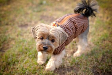 Водонепроникне пальто/дощовик/зимове пальто Selente Paw Parade для собак малих та середніх розмірів з флісовою підкладкою (вироблено в ЄС), малинове, розмір 3