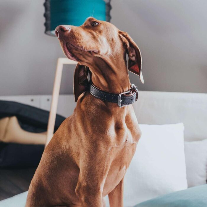 Нашийник для собак, шкіра, рустикальний стиль, м'який, 45 (S), темно-коричневий/коньячний 45 темно-коричневий