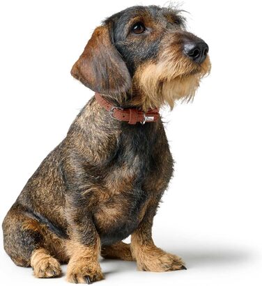 Ошийник для собак Hunter SOHO MINI, колір коньяк, шкіра яловичини, м'яка та еластична, дбайливий до шерсті, легкий, для маленьких собак та цуценят, виготовлено в Німеччині, розмір 37 коньяк 37