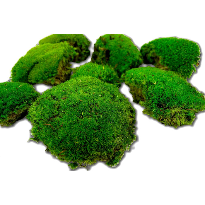 Консервована куля мох для моху фотографії мохові кулі декоративний мох мох для прикраси міцний справжній мох для осіннього декору декорація