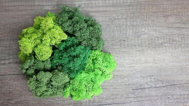 Ісландський норвезький мох Hello Moss 0,5/1 кг - консервований живий мох, повністю органічний - ідеальне прикраса з моху на Великдень, різдвяні прикраси - ремісничий мох, тераріумний мох (1 кг, зелене світло трави)