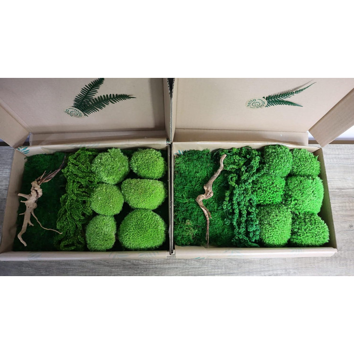 Мох Hello Moss для крафта - набір, що складається з 6 кулькових мохів ісландського моху, 1 пластинчастого моху, стабілізованого амаранту та японського кореня - збережений живий мох - набір DIY із зображенням моху (середньозелений)