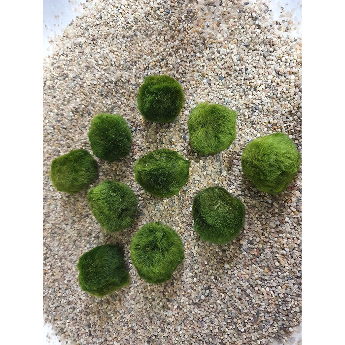 Мохові кульки з водними рослинами SAHAWA Aquatic Arts 10 мохових кульок приблизно 3 см