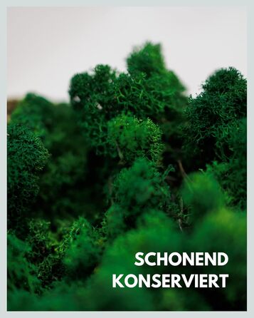 Ісландський мох збережений темно-зелений Прикраса з моху для рукоділля 1 кг справжнього декоративного ісландського моху для малюнків з моху та стін з моху