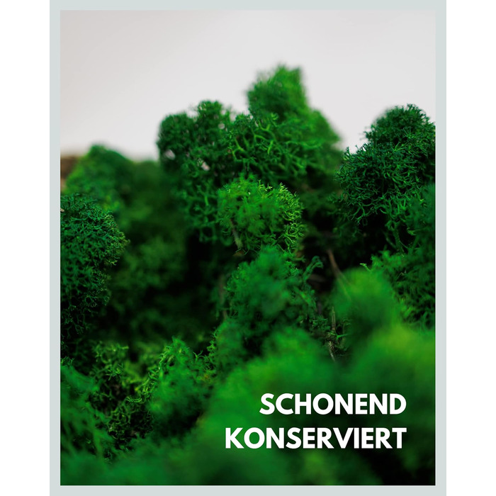 Ісландський мох натуральний зелений збережений I Декорація з моху для крафта I 500г Справжній декоративний мох Ісландський для картини з моху та живої мохової стіни