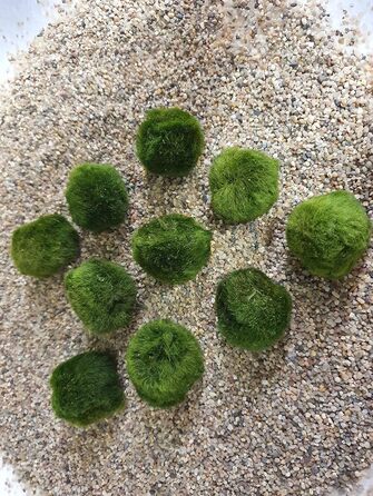 Мохові кульки з водними рослинами SAHAWA Aquatic Arts 10 мохових кульок приблизно 3 см