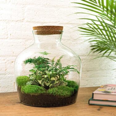 Пляшковий сад Рослини в скляній банці зі світлом 30 см - DIY - Terrarium Complete Set - Тераріум для рослин - urbanjngl Комплект тераріуму (Товстий Джо Грін)