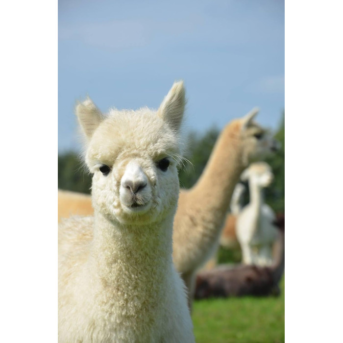 Подушка Basic Line Alpaca, простьобана терморегулюючою вовною альпаки та наповнена еластичними кульками з волокна, для спокійного сну, 40x80 см, середньої жорсткості та відносно висока