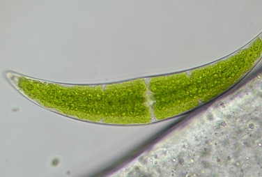 Мікроскоп Bresser Trino Researcher 40x-1000x (5723100)