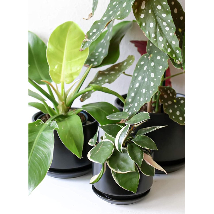 Набір з 3 керамічних квіткових горщиків, діаметром 111317 см, набір для невеликих кашпо, квітковий горщик для кімнатних рослин з блюдцем та дренажним отвором, чорний