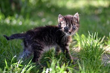 Молоко для кошенят Canina Pharma, 150 г