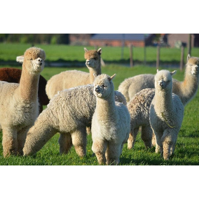 Подушка Basic Line Alpaca, простьобана терморегулюючою вовною альпаки та наповнена еластичними кульками з волокна, для спокійного сну, 40x80 см, середньої жорсткості та відносно висока