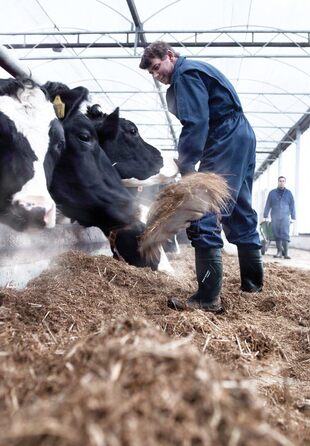 Гумові чоботи DUNLOP синього кольору Purofort E262673 зі зручним захопленням, водонепроникні, 36 43 EU зелені