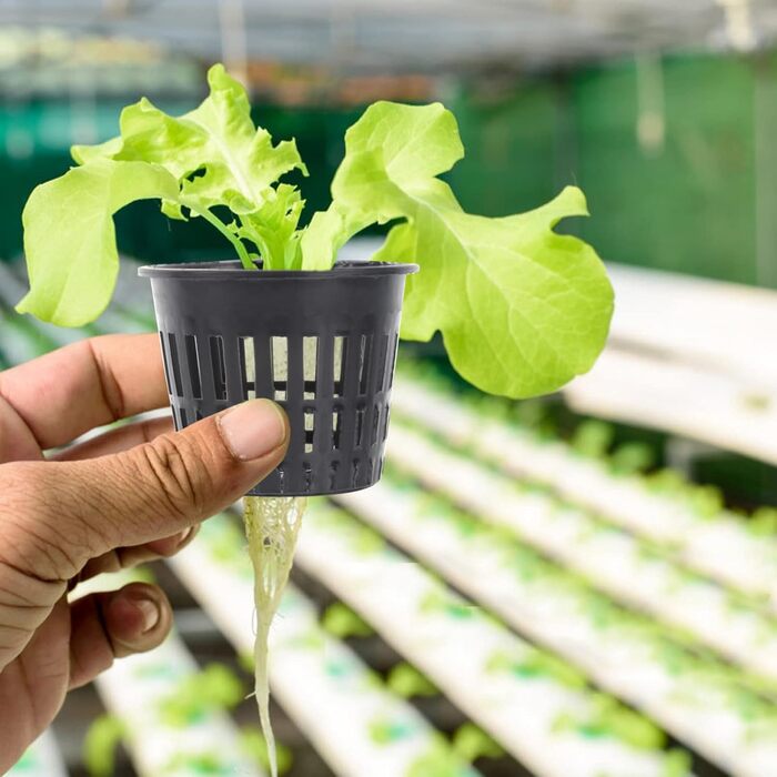 Сітчастий горщик для гідропоніки Yardwe, 10 шт., садові сіткові горщики для чашок, пластикові сіткові горщики для гідропоніки, відро, кошик для гідропоніки, 3,15 x 2,5 дюйма (чорний)